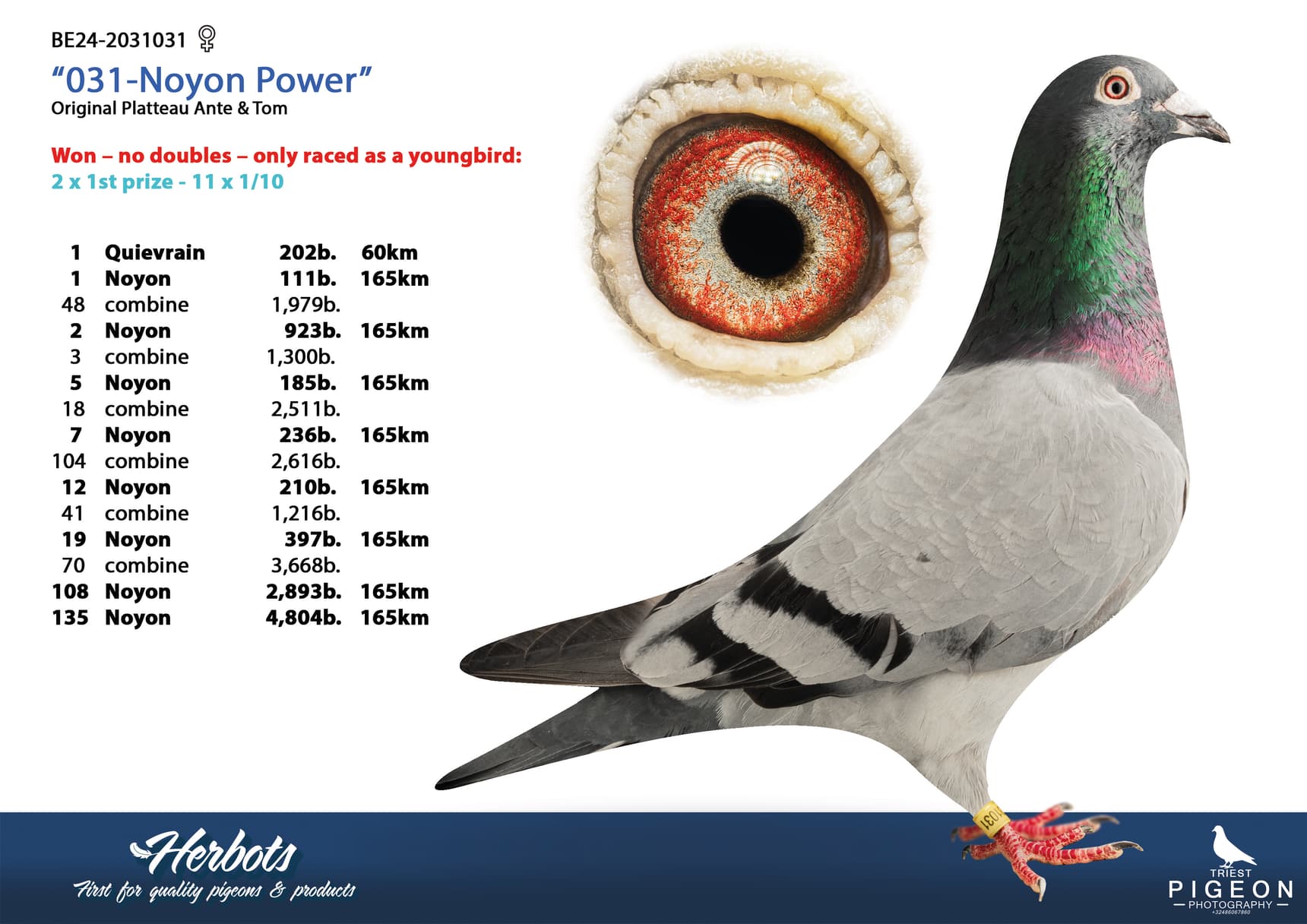 pigeon: undefined