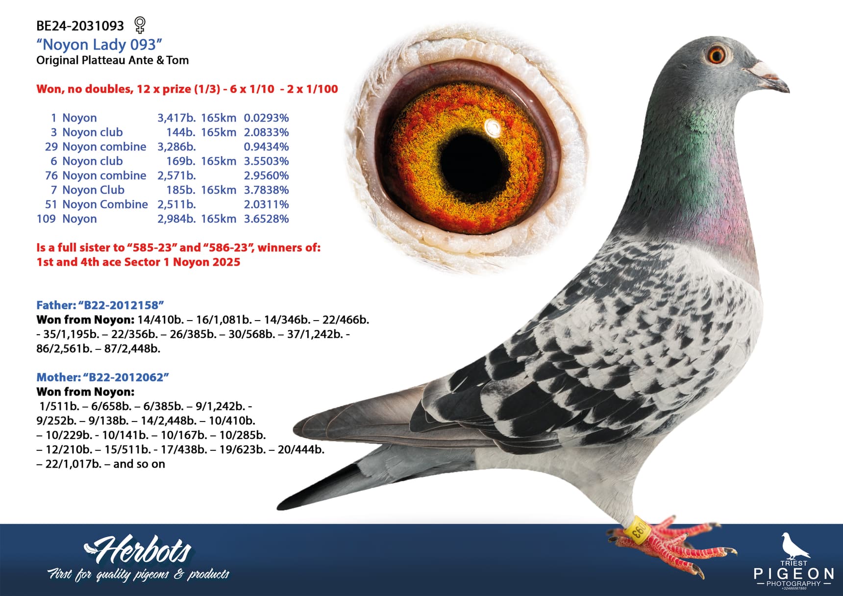 pigeon: undefined