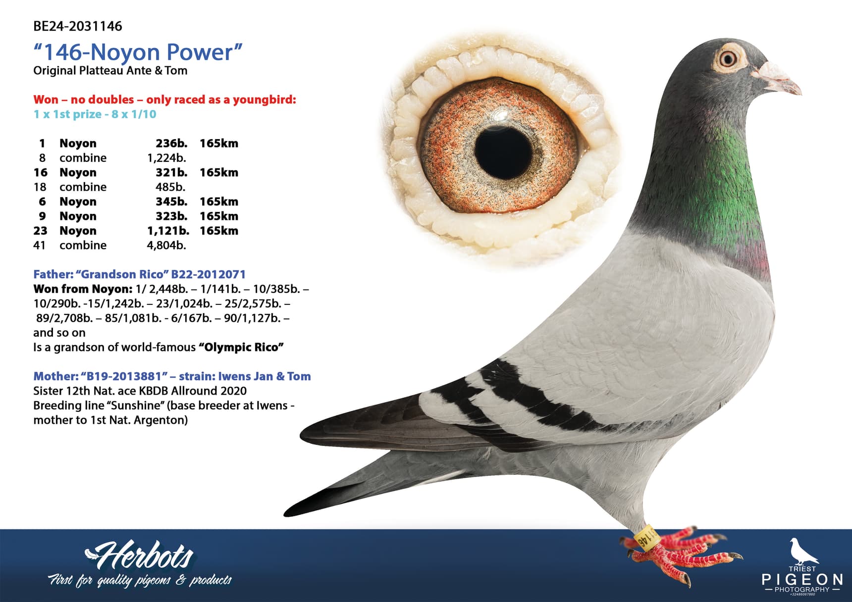 pigeon: undefined