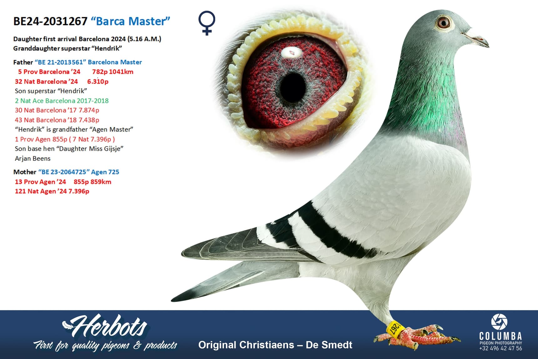 pigeon: “Barca Master”