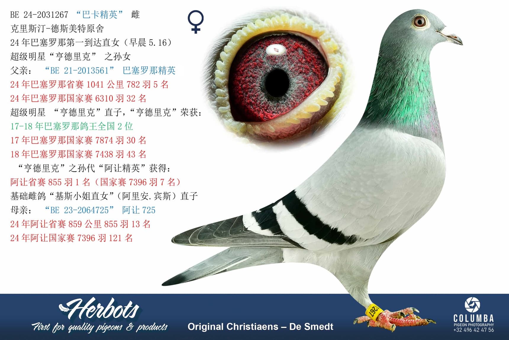 pigeon: undefined