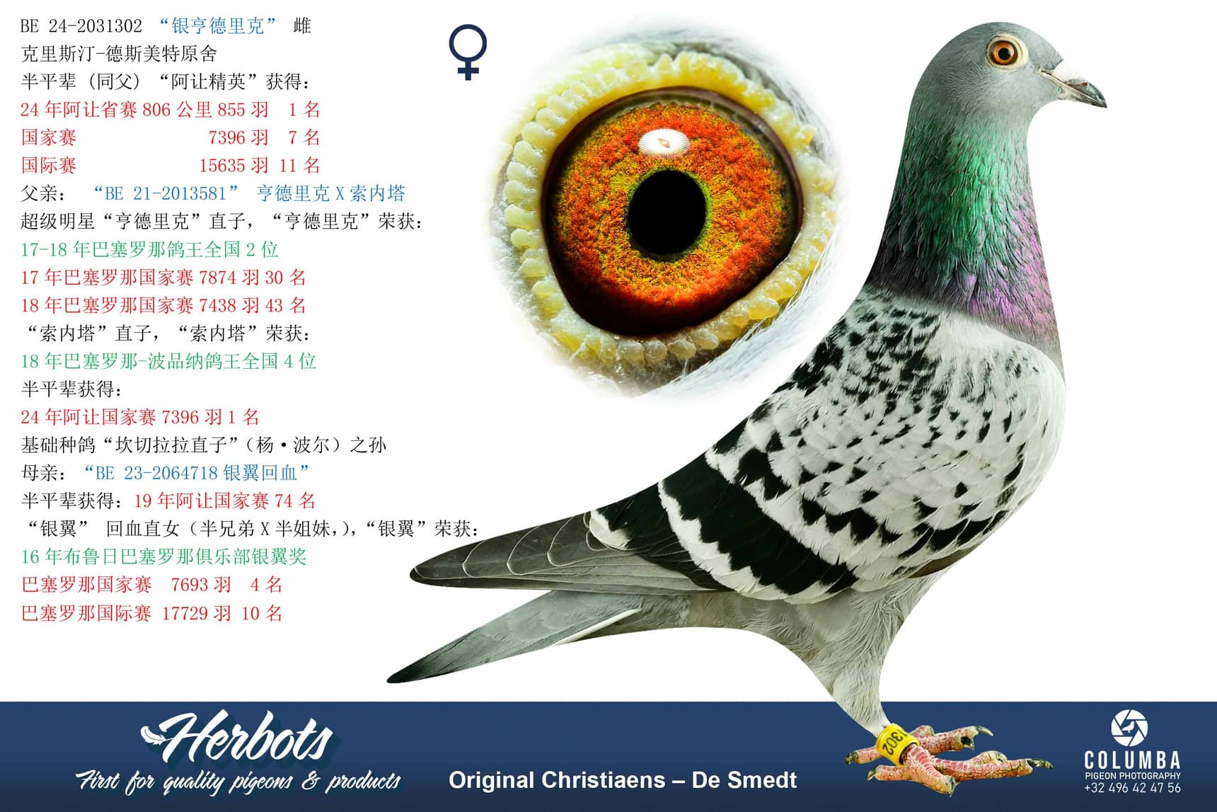 pigeon: undefined