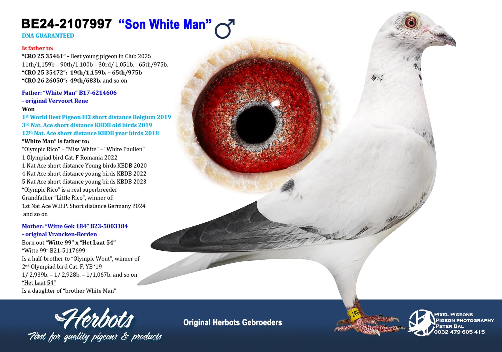 pigeon: undefined