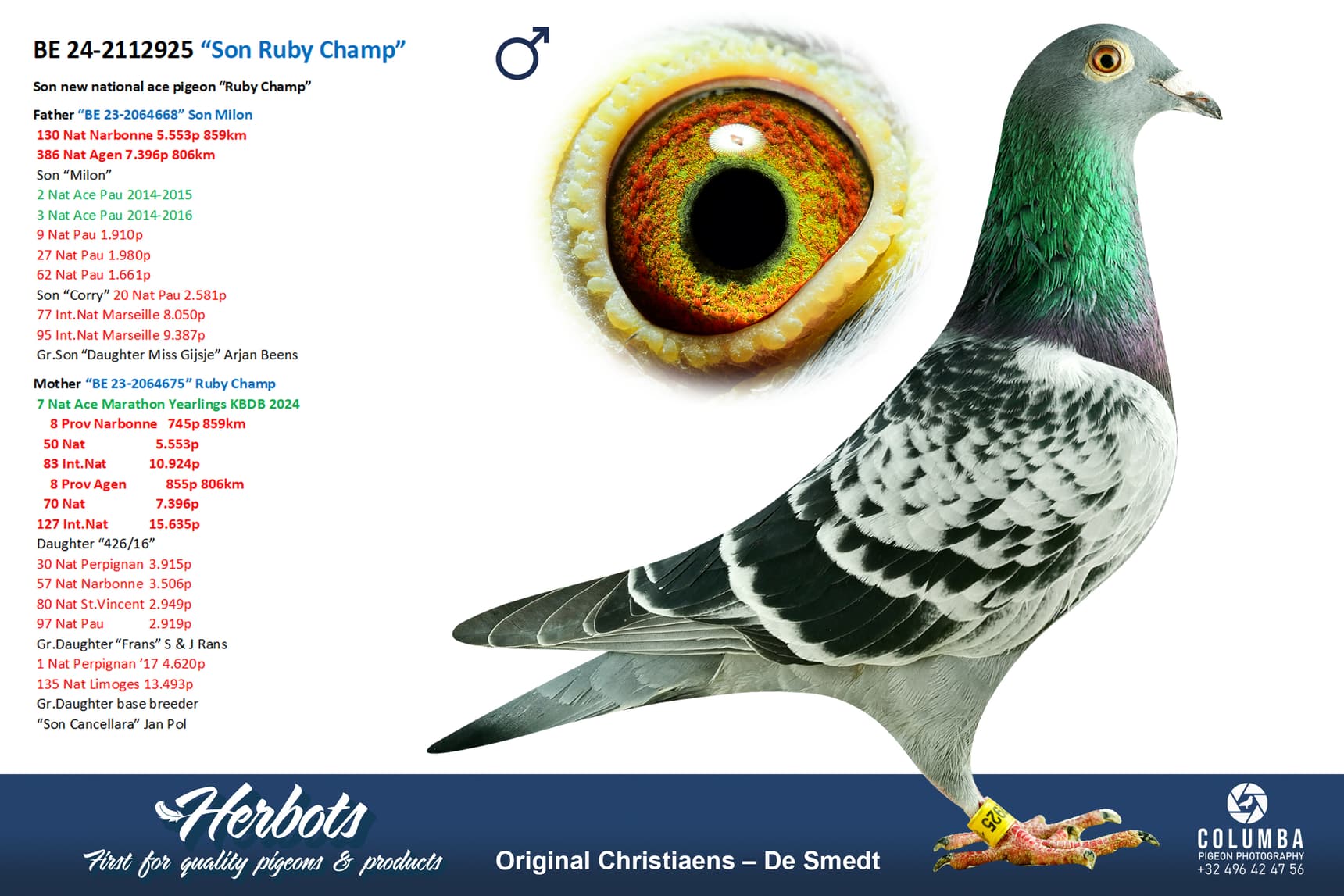 pigeon: “Son Ruby Champ”