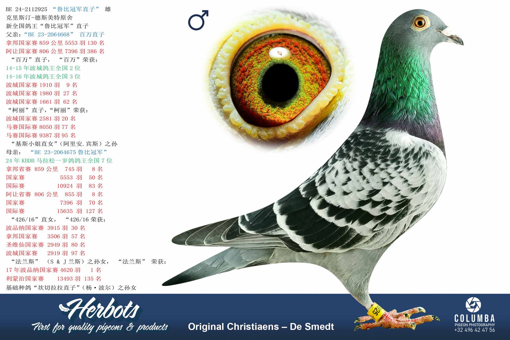 pigeon: undefined