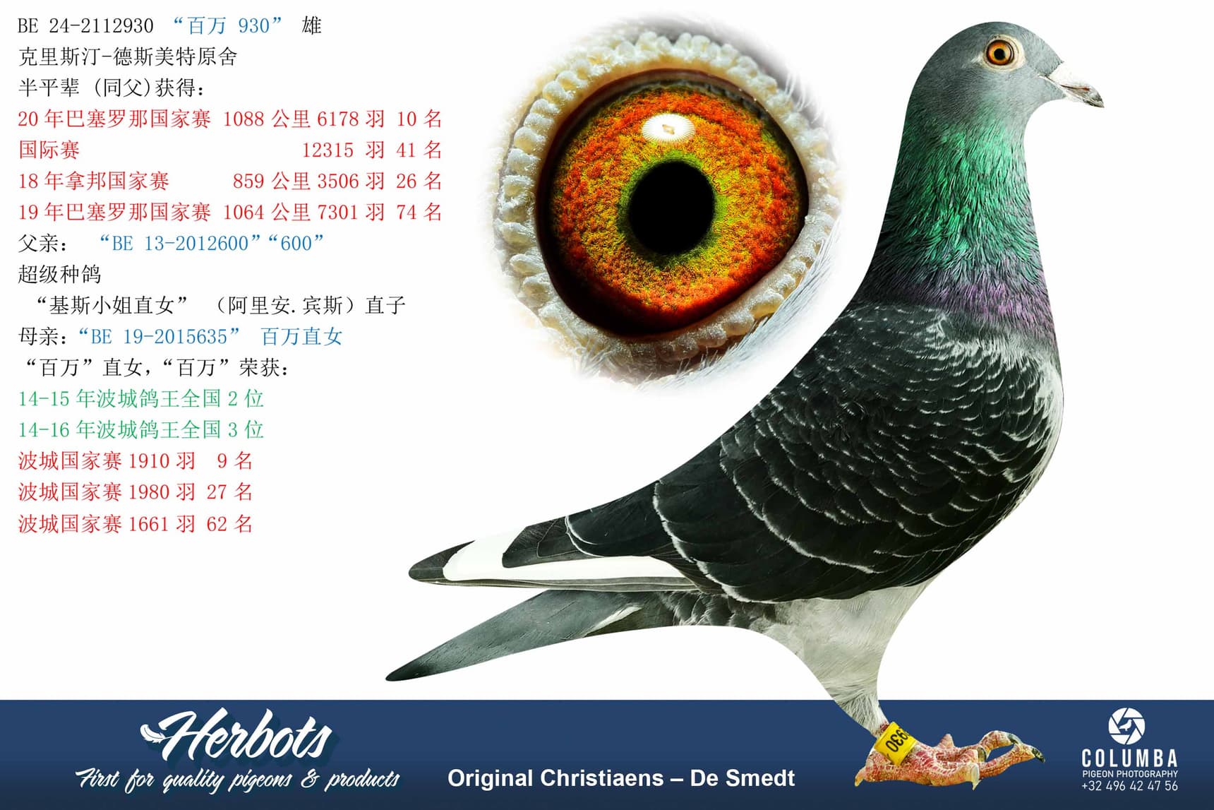 pigeon: undefined