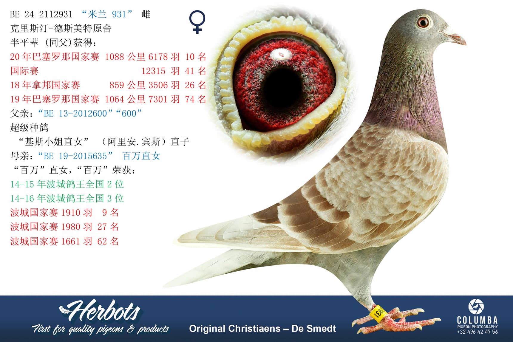 pigeon: undefined
