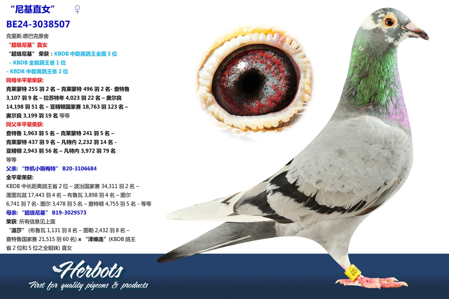 pigeon: “尼基直女”
