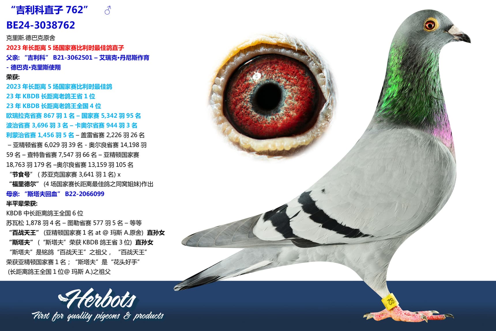 pigeon: “吉利科直子762”