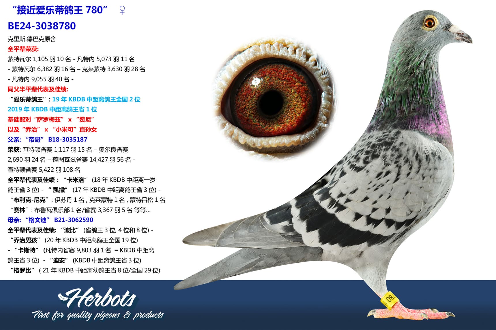 pigeon: undefined