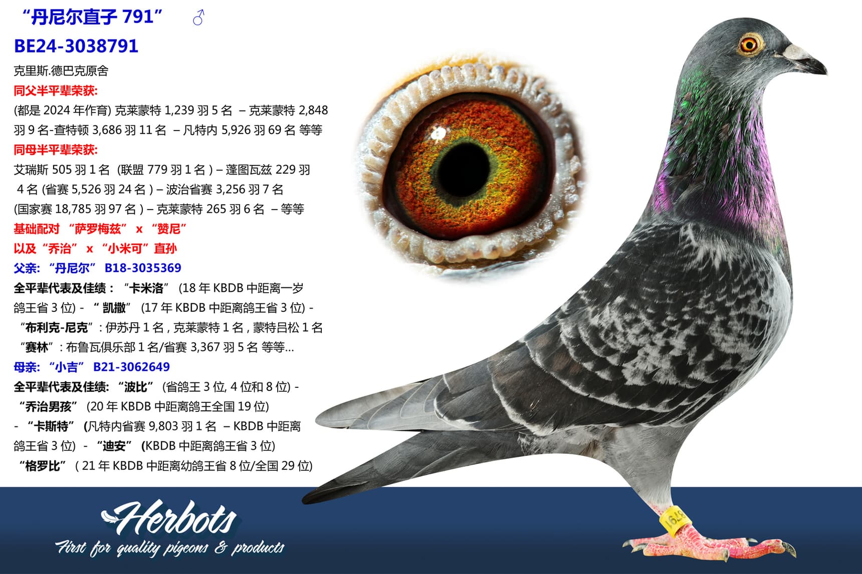 pigeon: undefined
