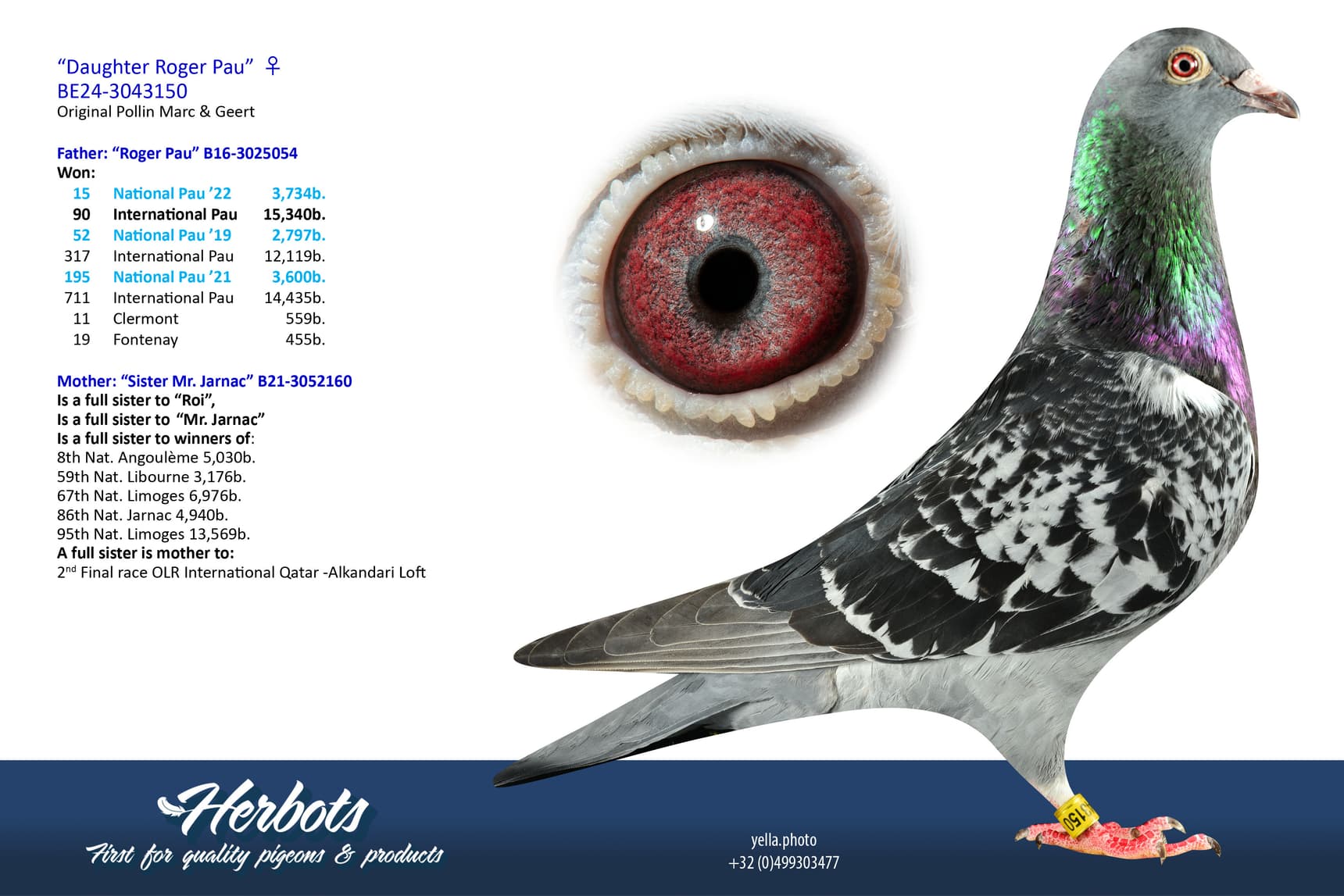 pigeon: undefined