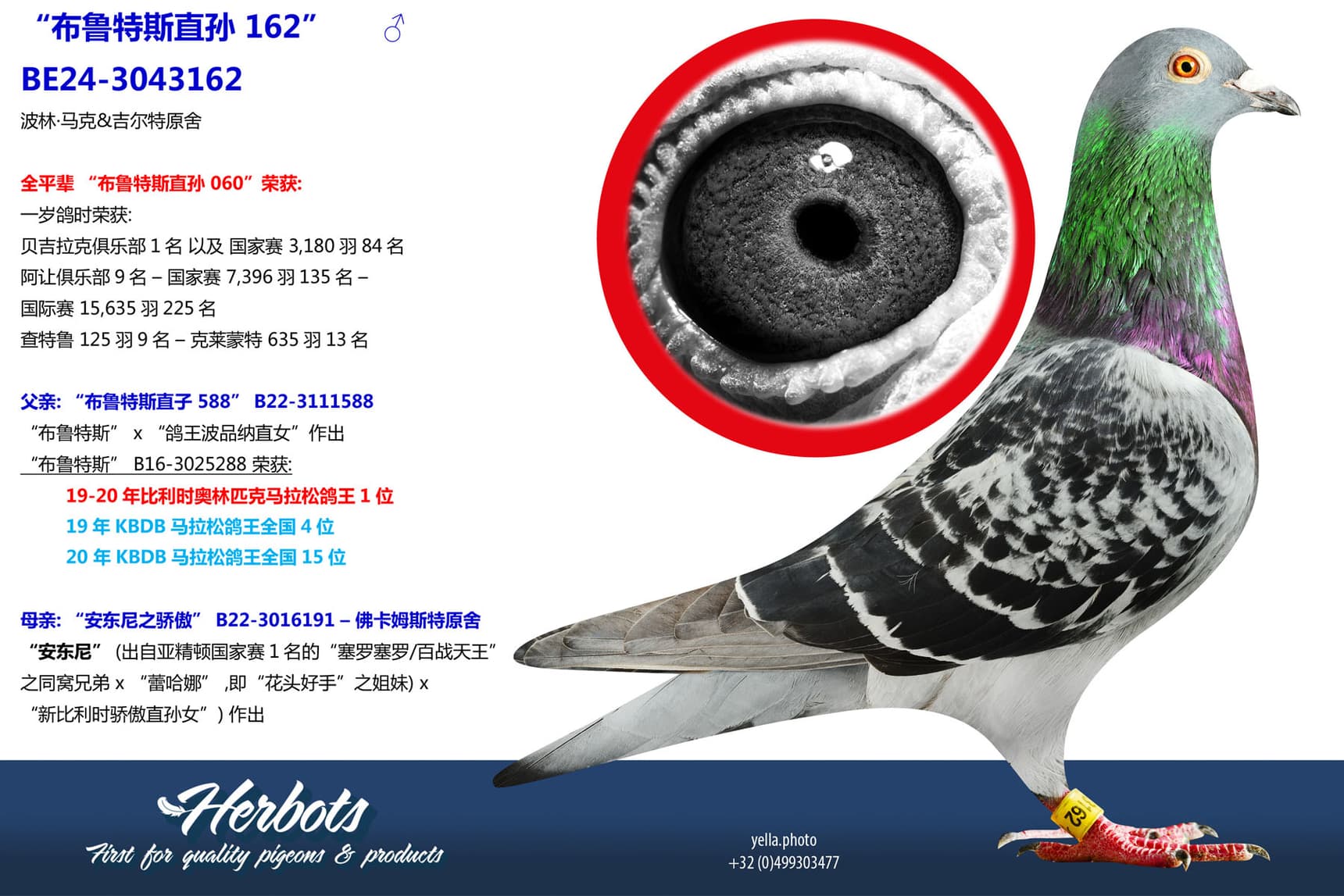 pigeon: undefined
