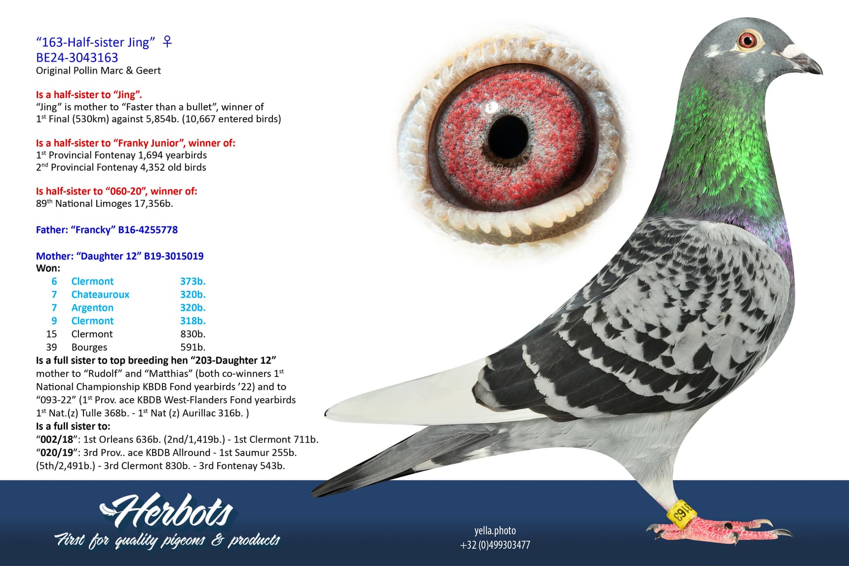 pigeon: undefined