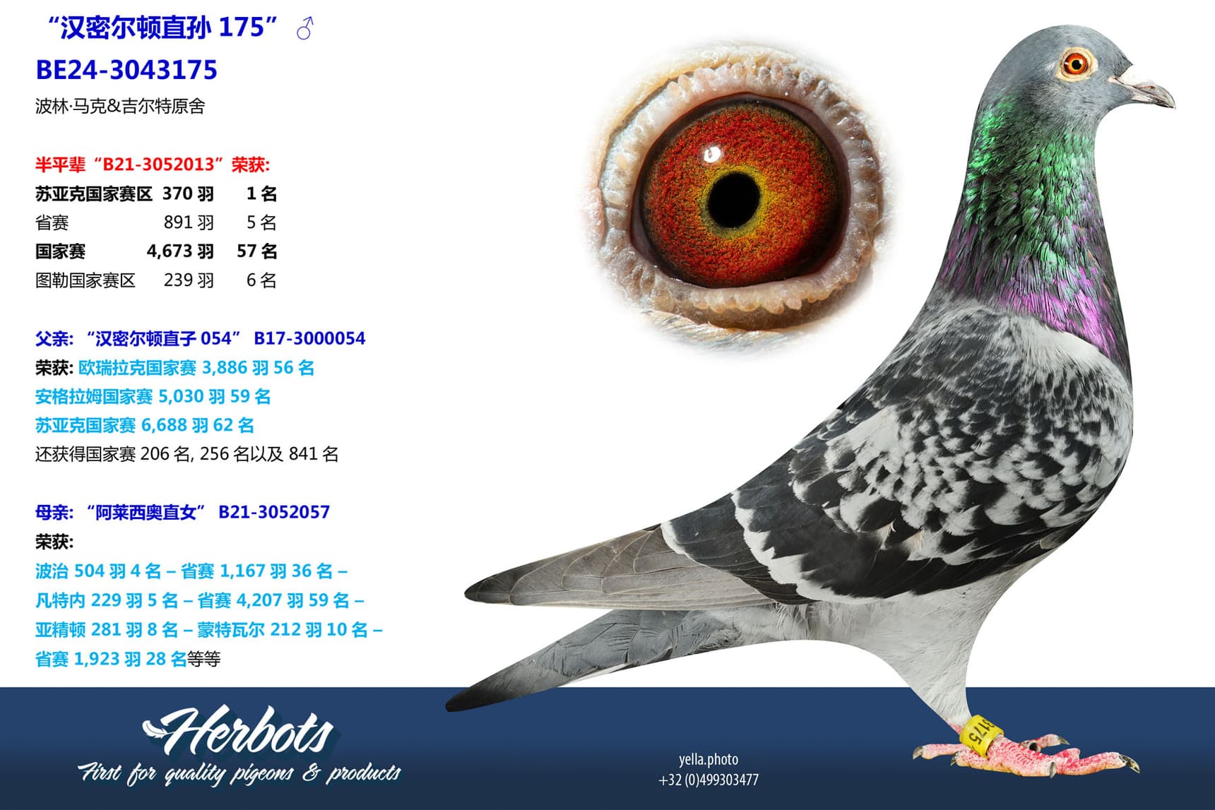 pigeon: undefined