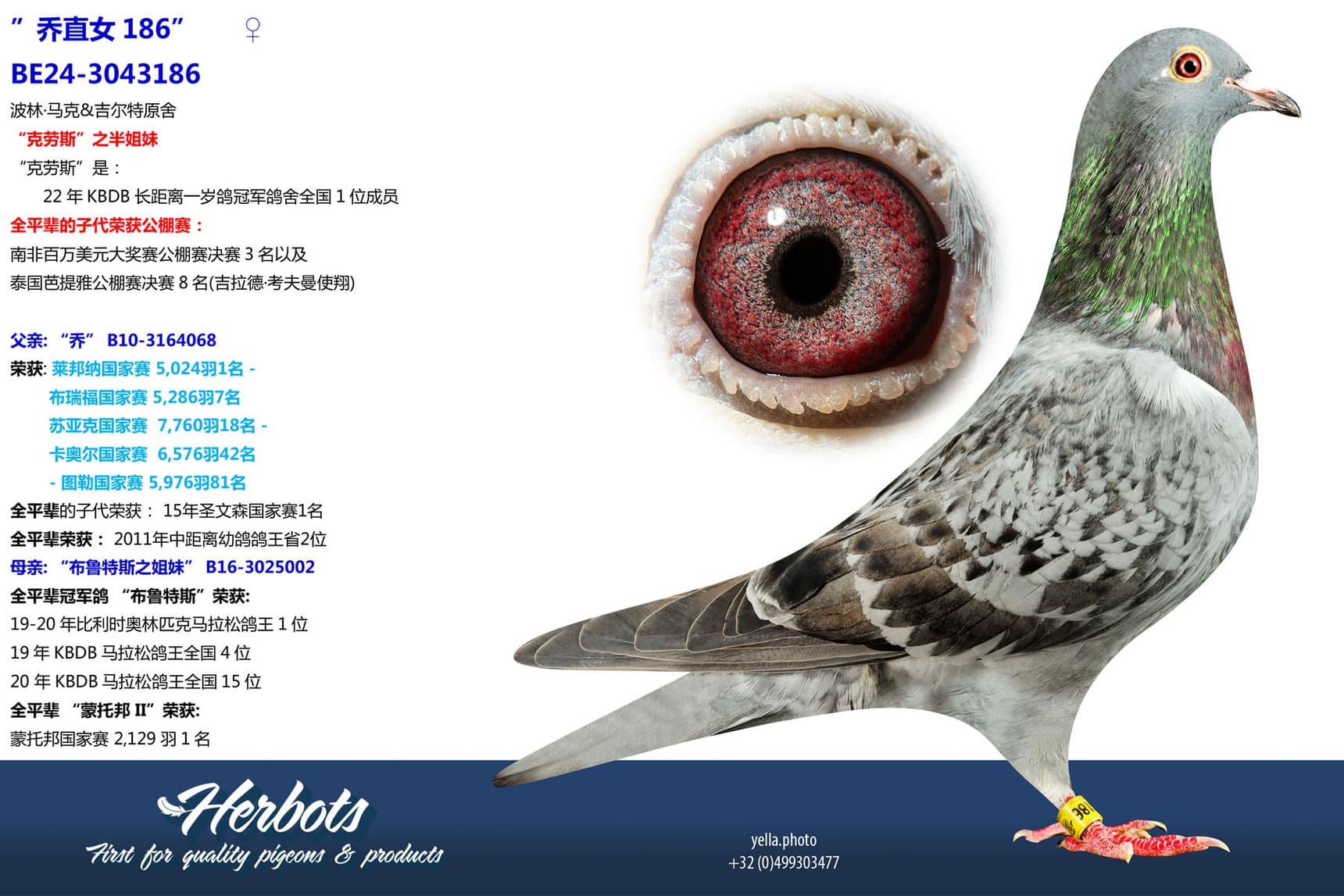 pigeon: undefined