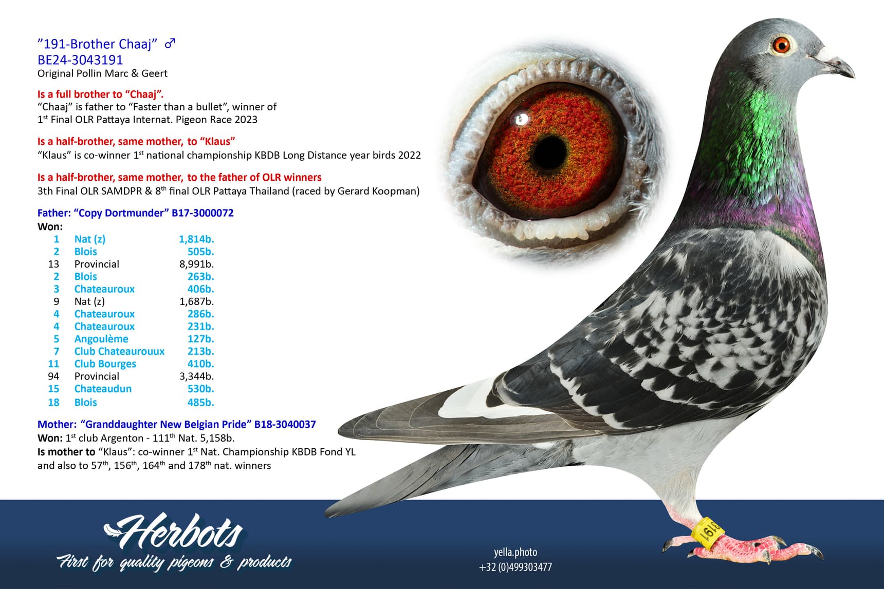 pigeon: undefined