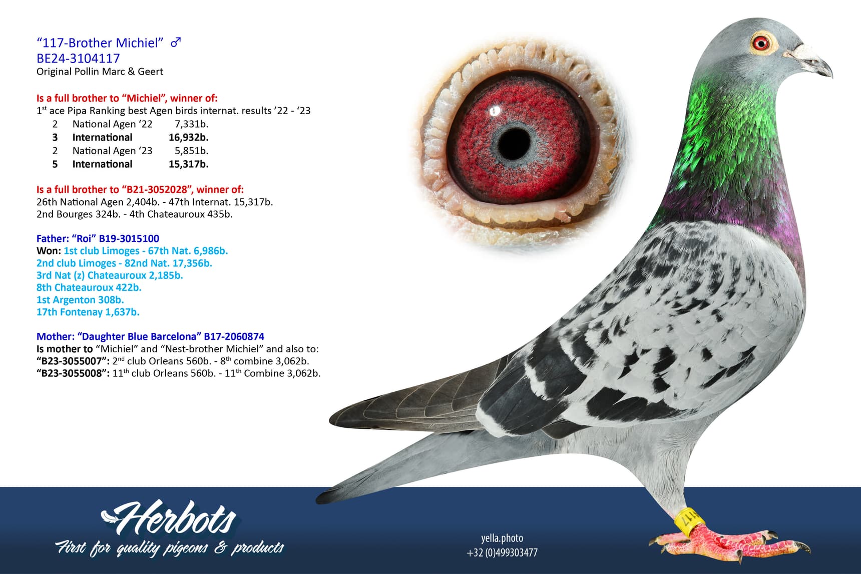 pigeon: undefined