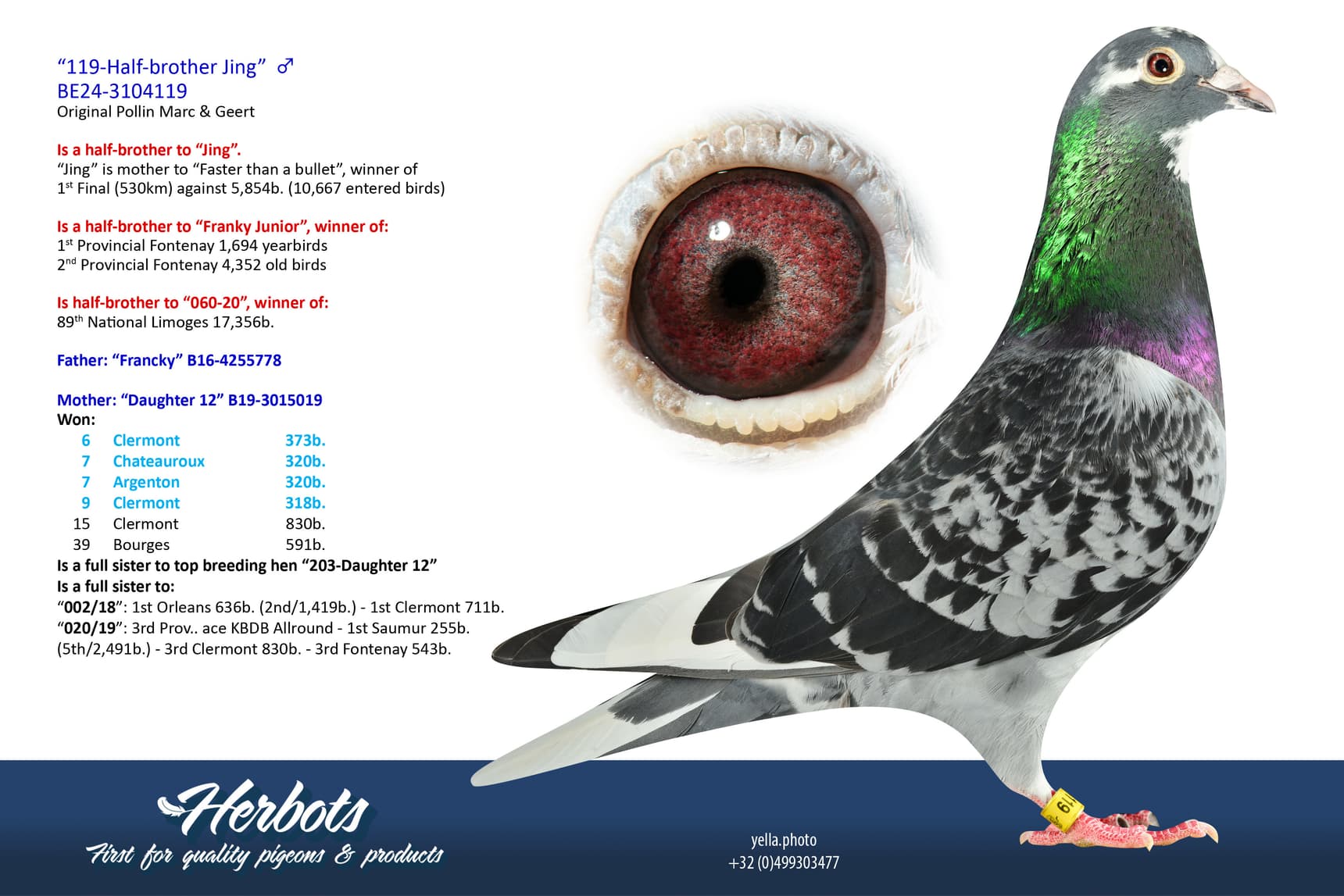 pigeon: undefined