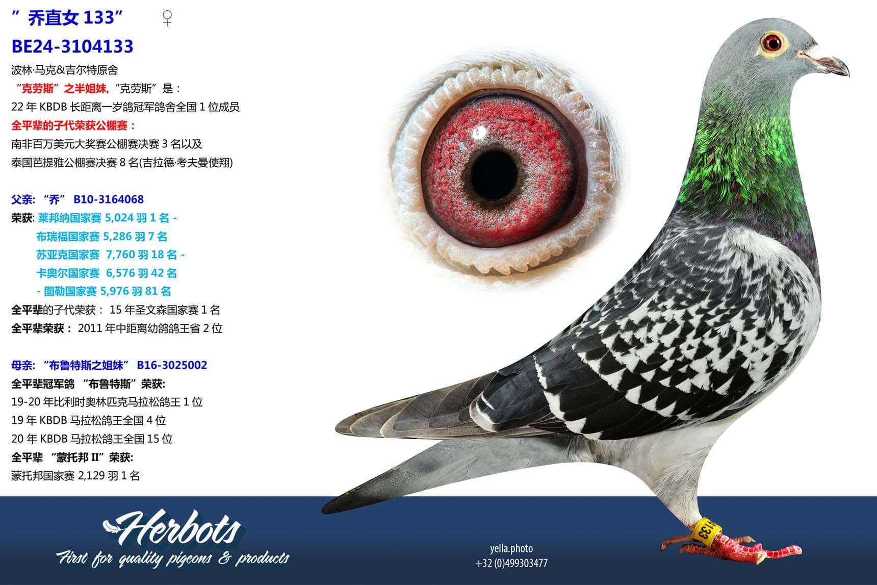 pigeon: undefined