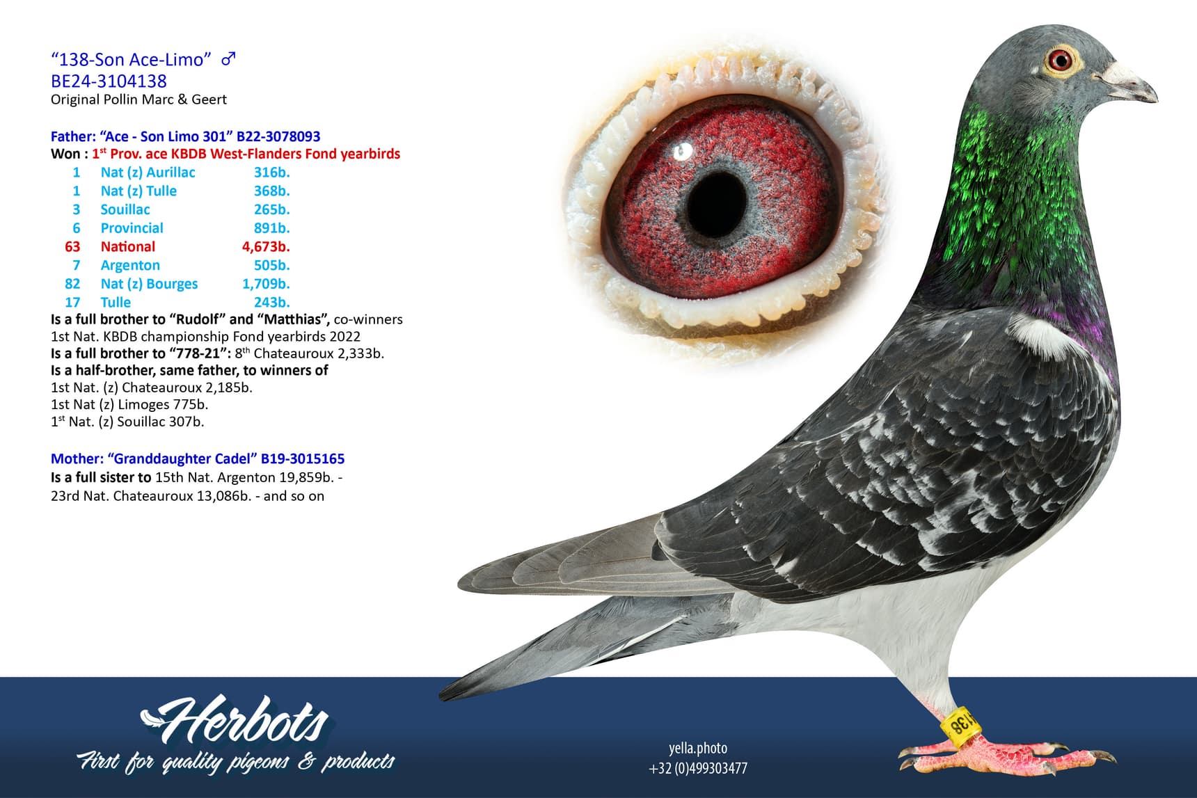 pigeon: undefined