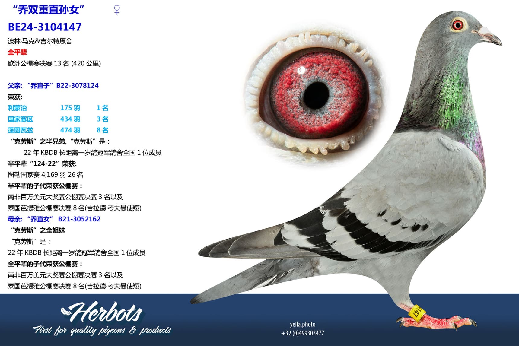 pigeon: undefined