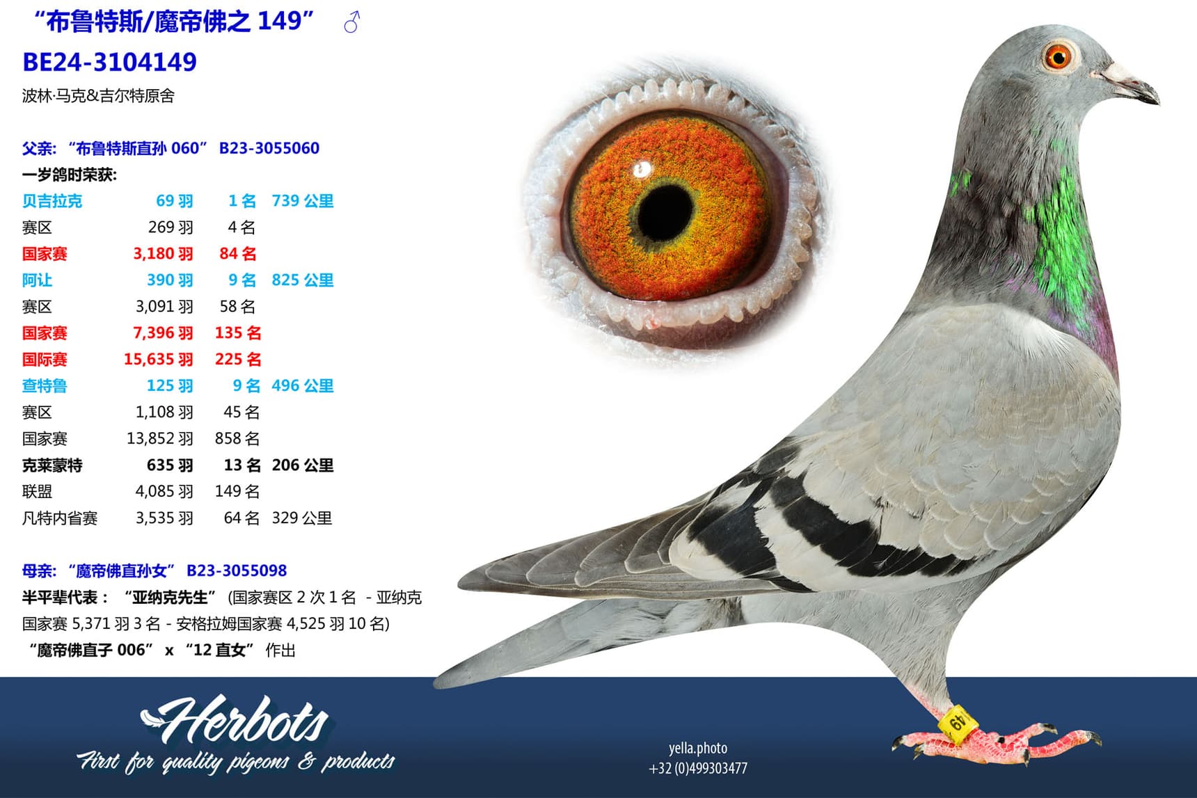 pigeon: undefined