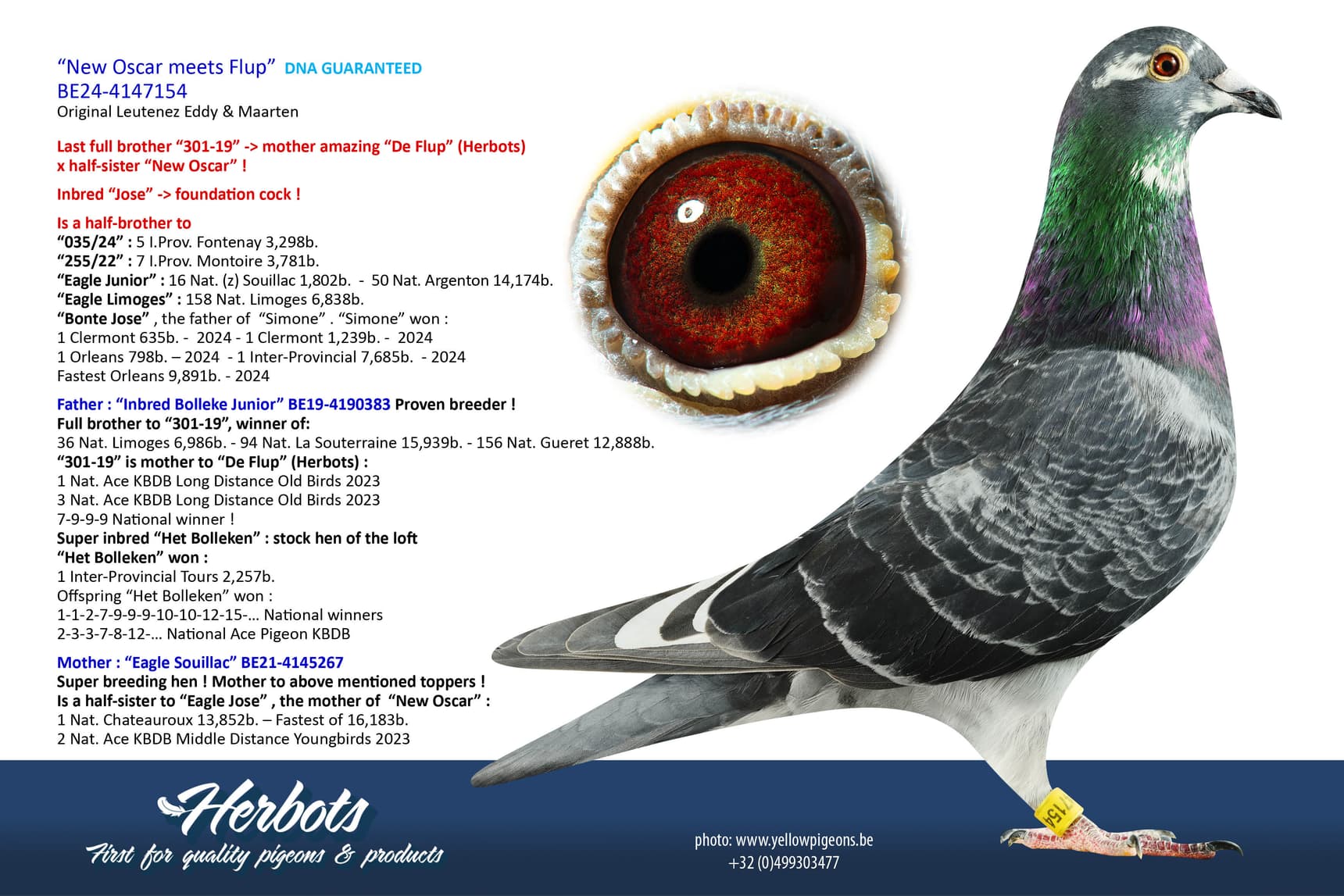 pigeon: undefined