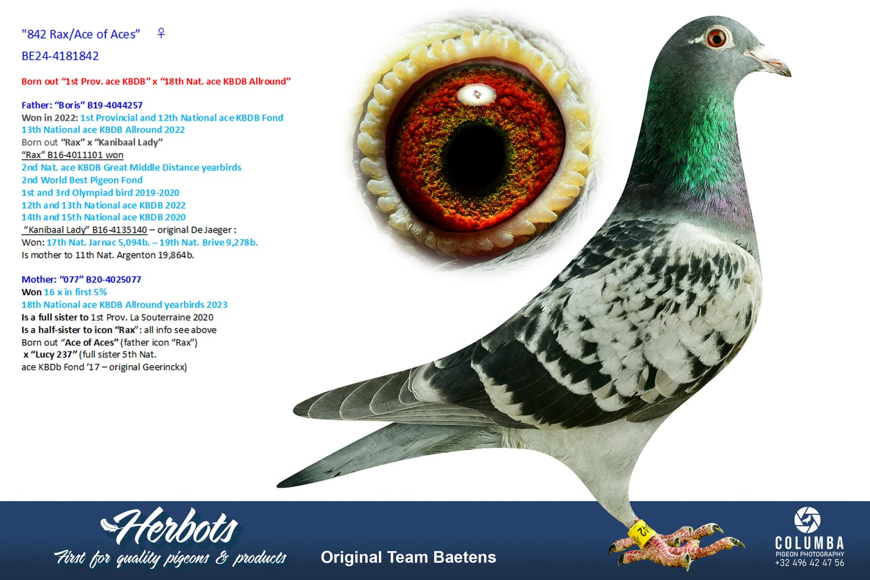 pigeon: undefined