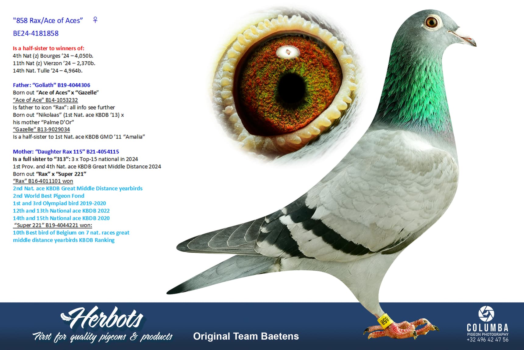 pigeon: undefined