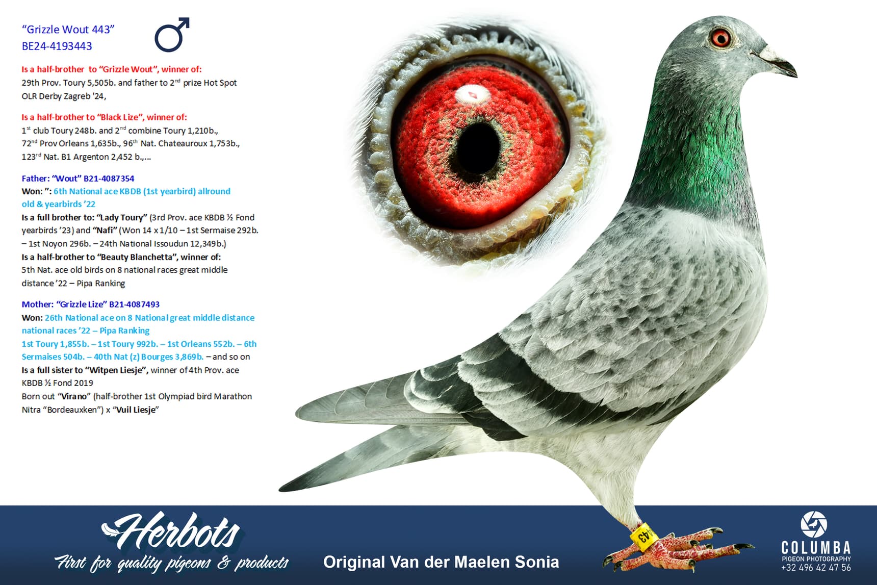 pigeon: “Grizzle Wout 443”