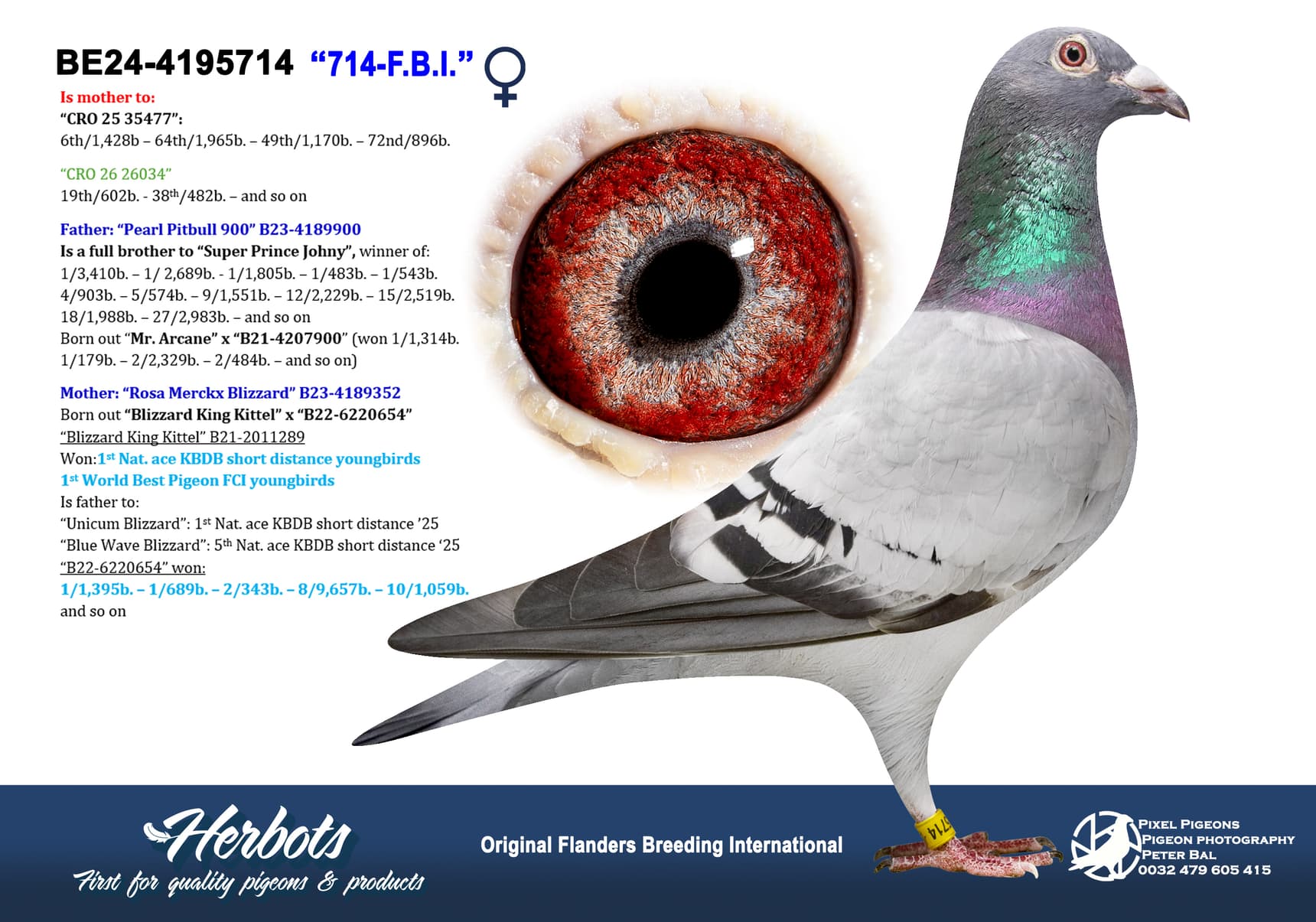pigeon: undefined