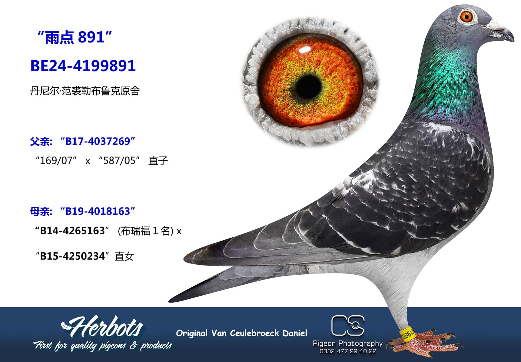 pigeon: undefined