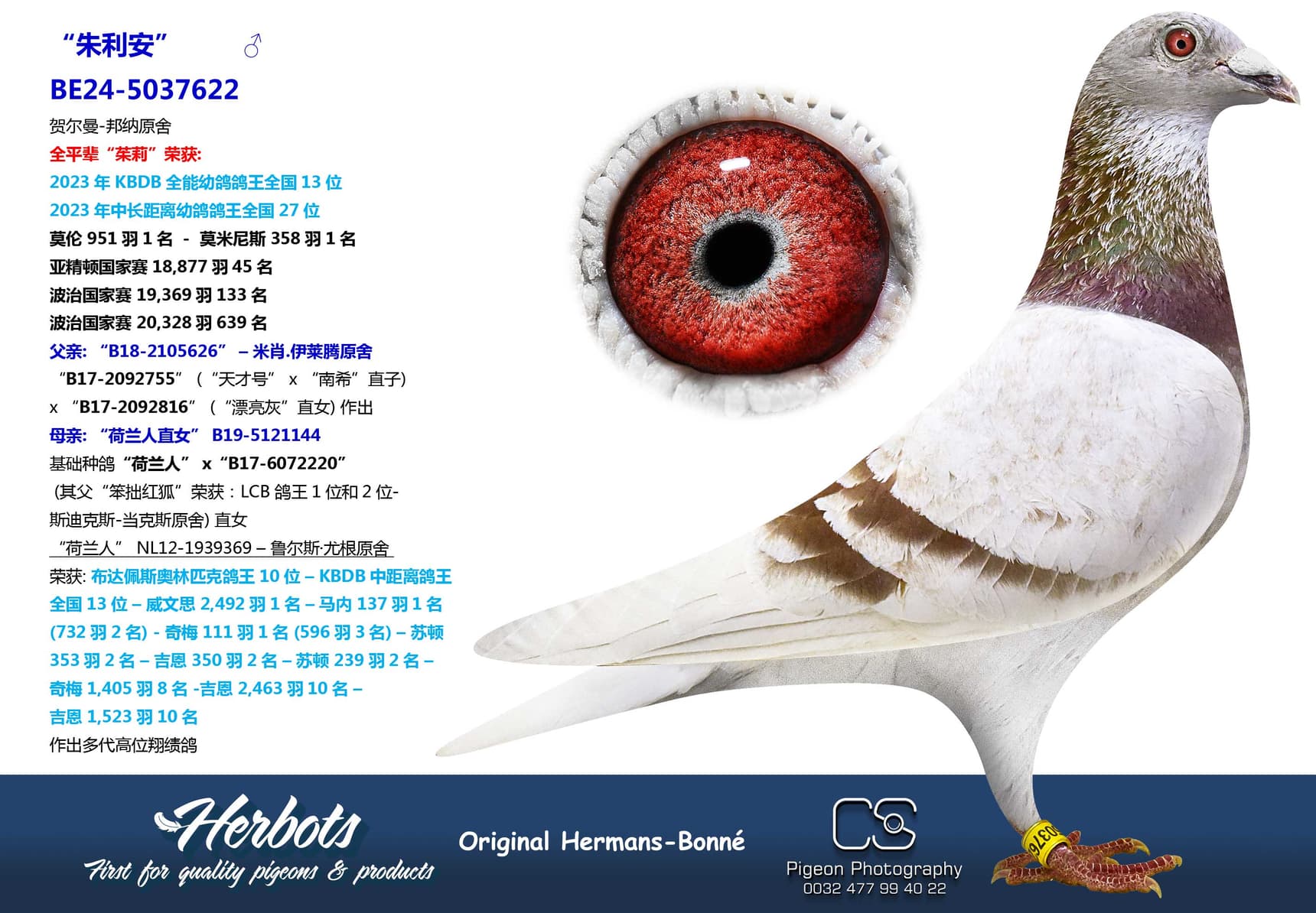 pigeon: “朱利安”