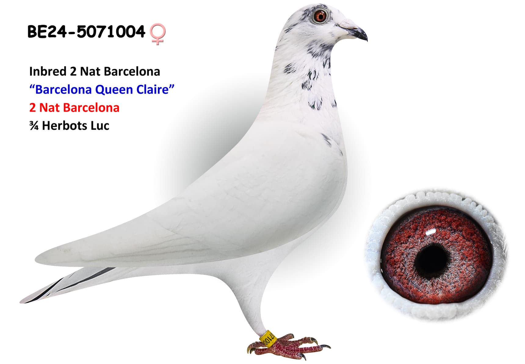 ‘White Barraca 593’ x ‘Daughter Brother Claire’