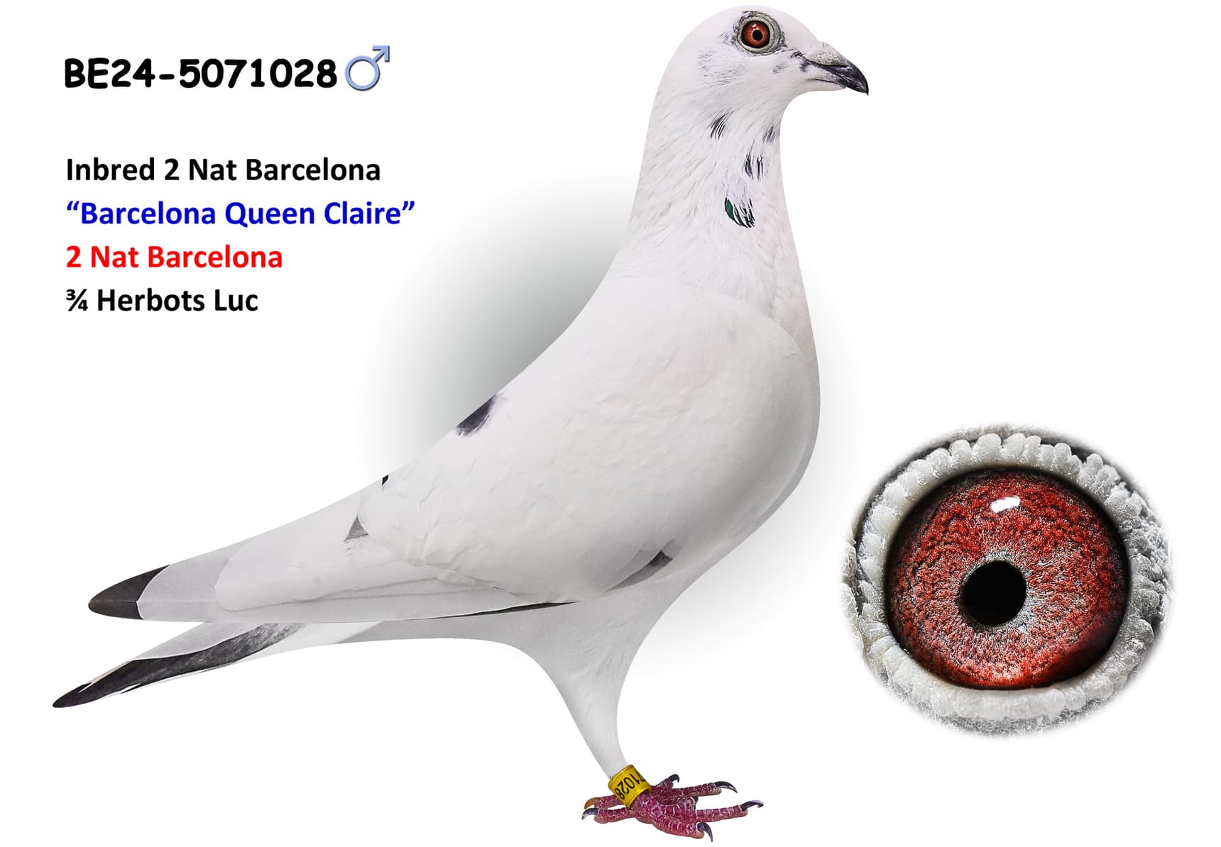 ‘White Barraca 593’ x ‘Daughter Brother Claire’