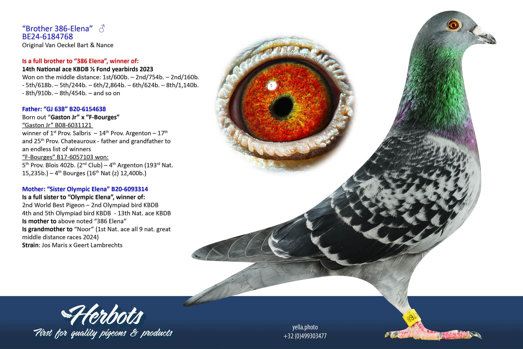 pigeon: undefined
