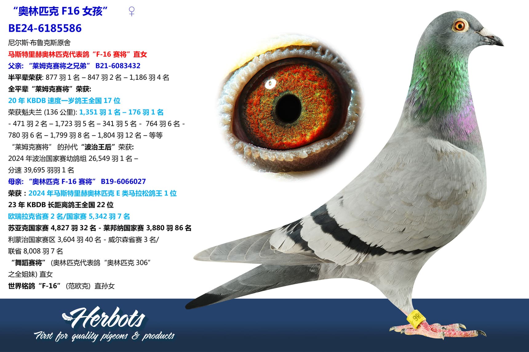 pigeon: “奥林匹克F16女孩”