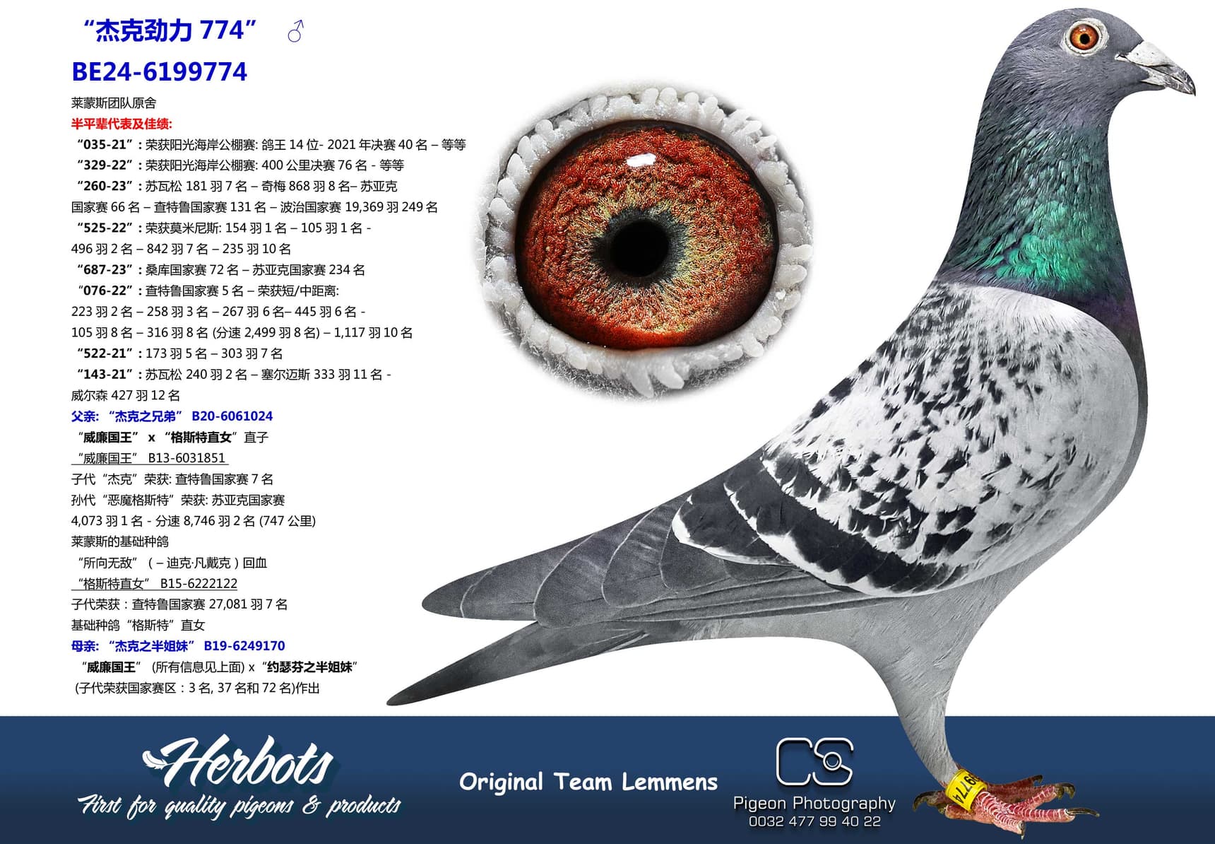 pigeon: "杰克劲力774"