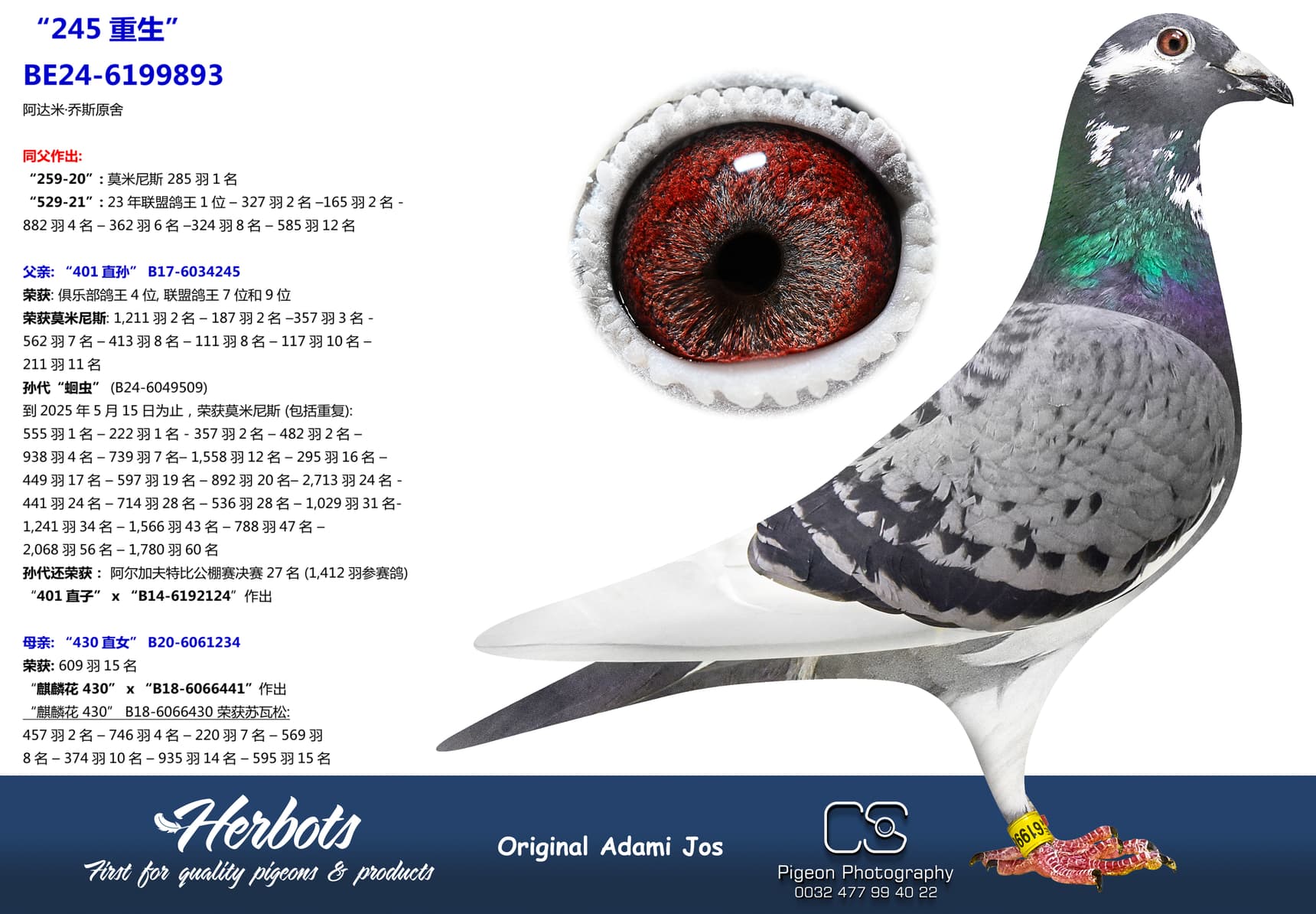 pigeon: “245重生”