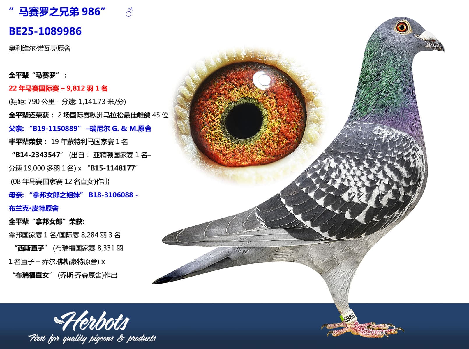 pigeon: undefined