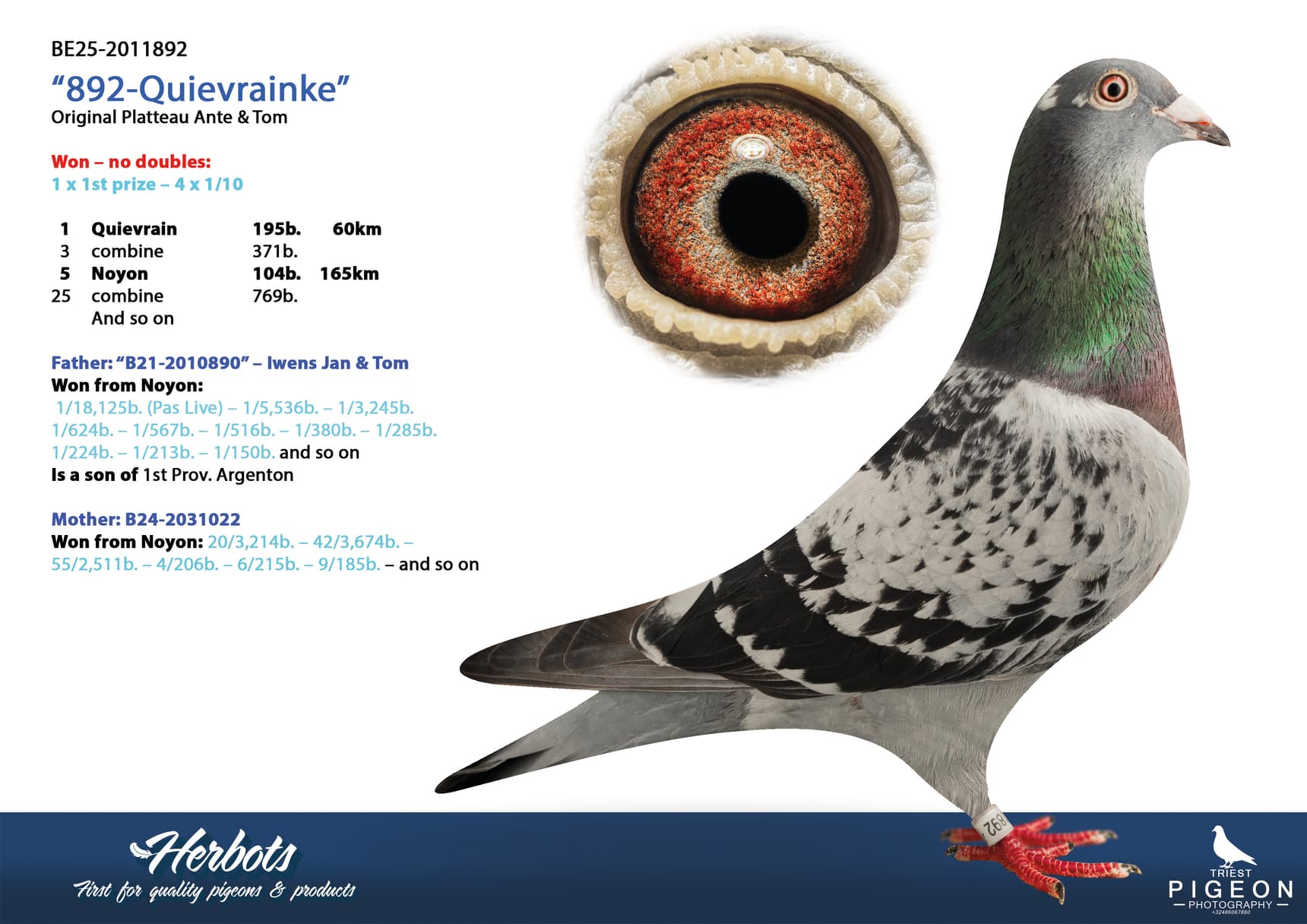 pigeon: undefined