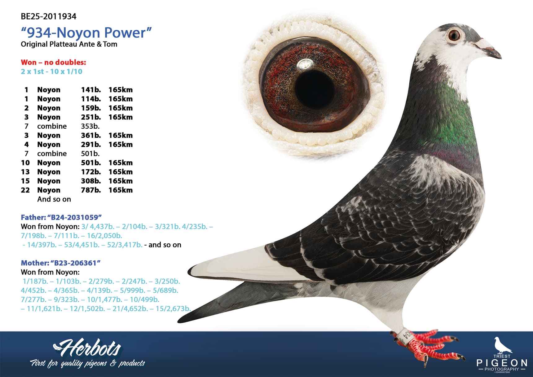 pigeon: undefined