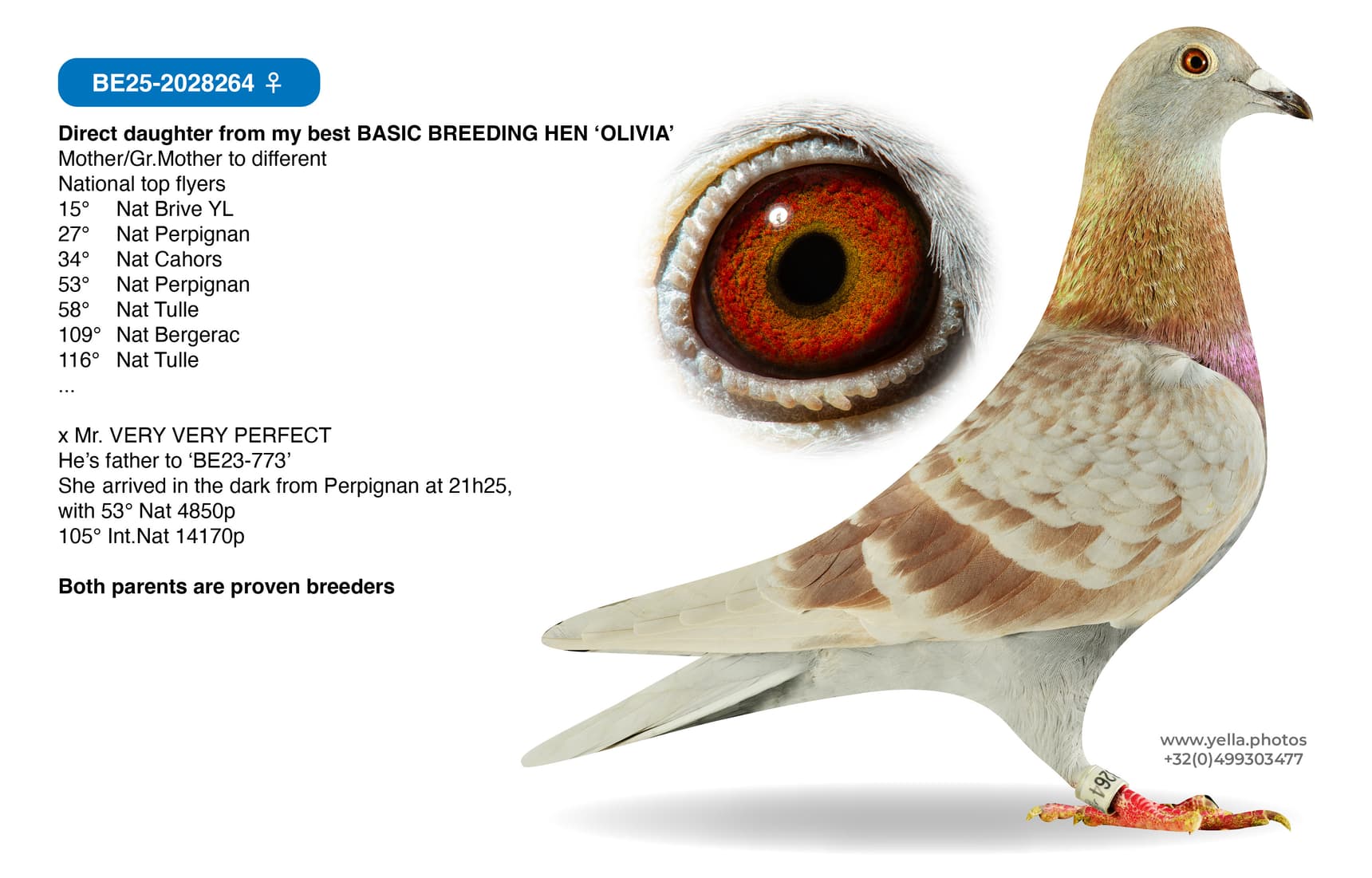 Daughter BASIC BREEDING HEN 'OLIVIA'