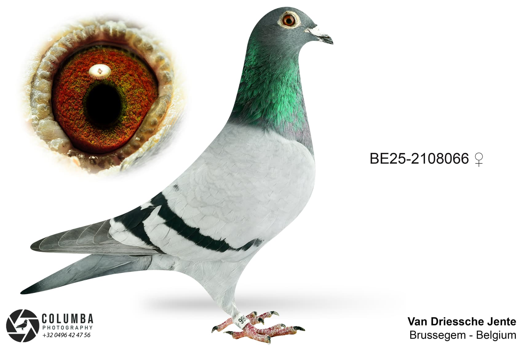 "KITTEL ARMANDO 066"