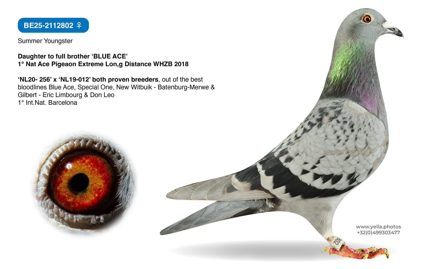 Daughter to full brother 'BLUE ACE'