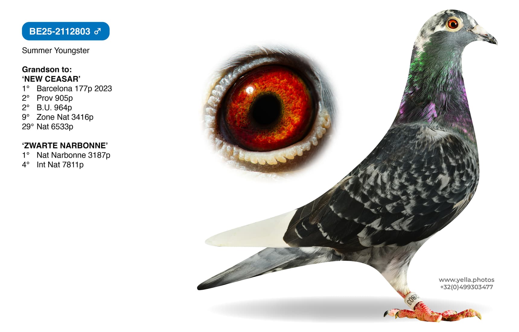 Grandson 'NEW CEASAR'