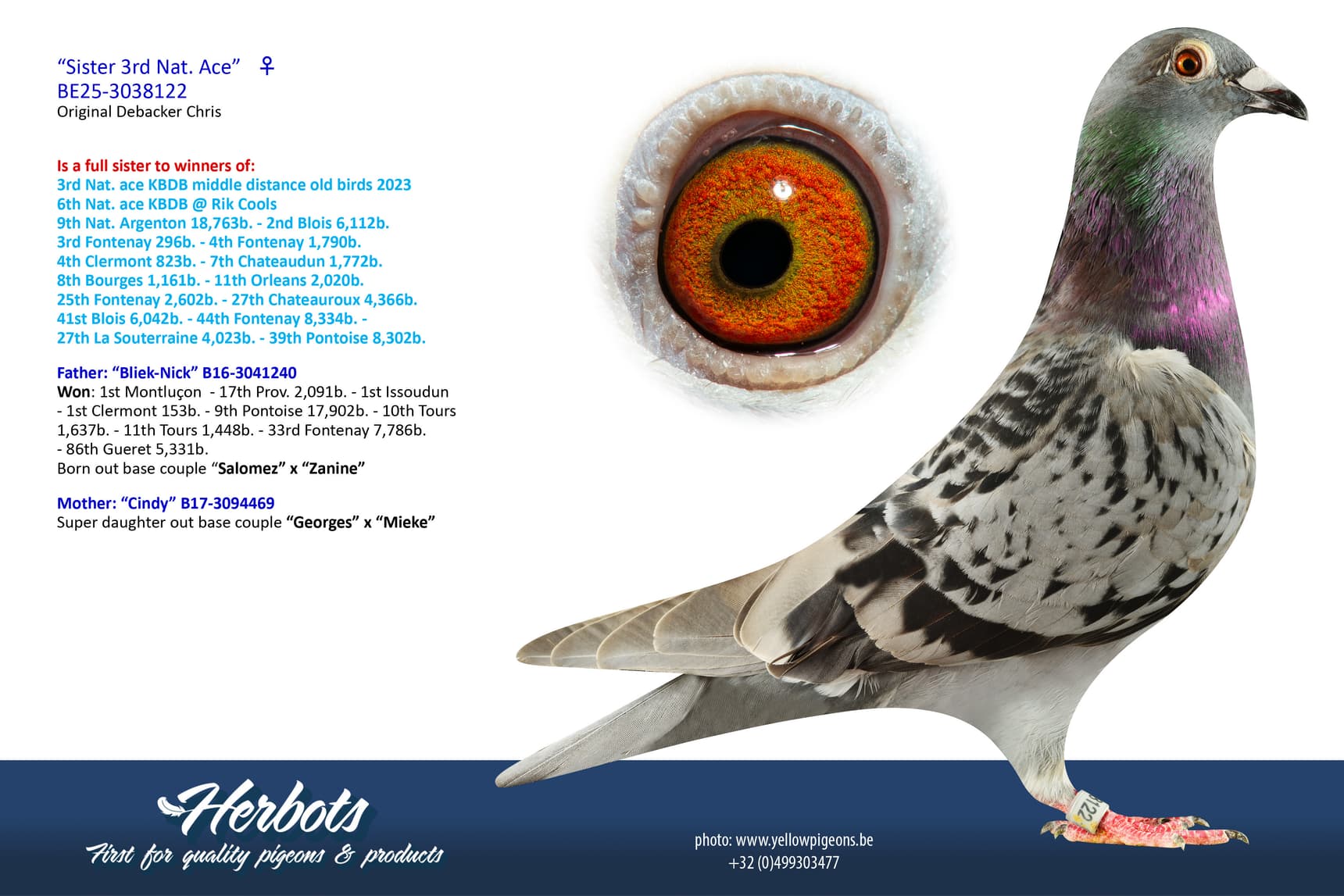 pigeon: “Sister 3rd Nat. Ace”