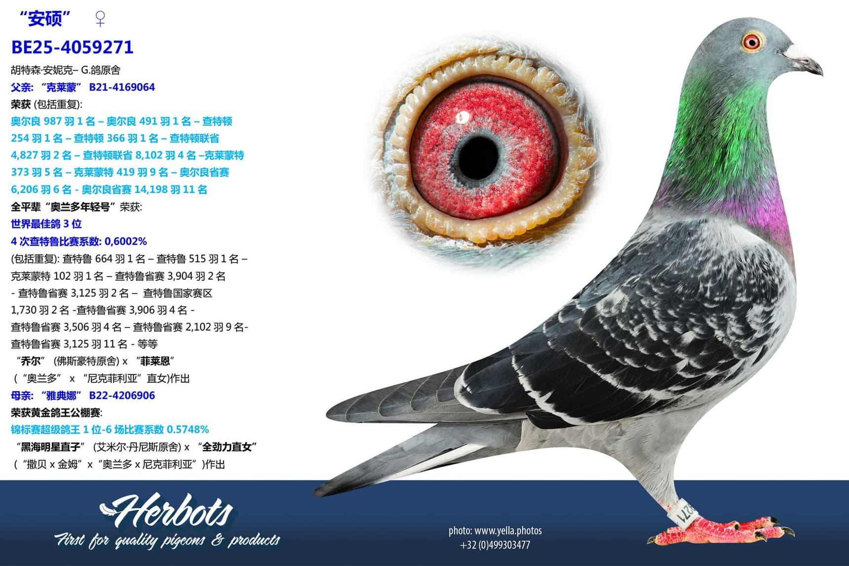 pigeon: undefined