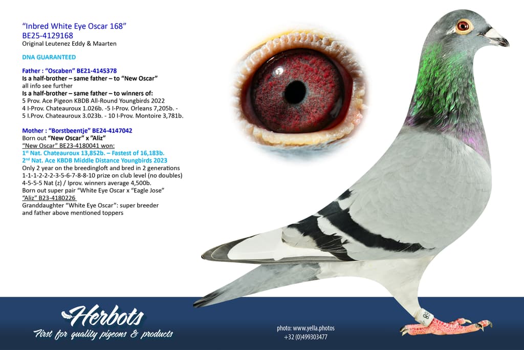Inbread Pigeon “Inbred New Oscar 121” - BE-25-4129121